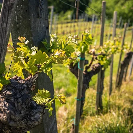 아파트 Weingut Leopold Dietrich *