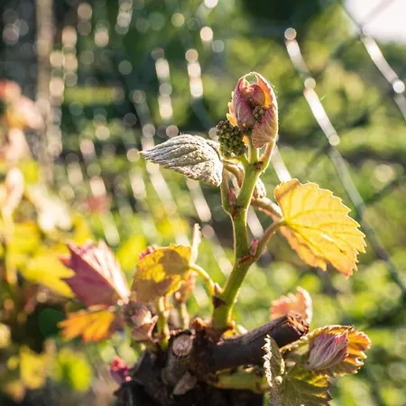 Weingut Leopold Dietrich *
