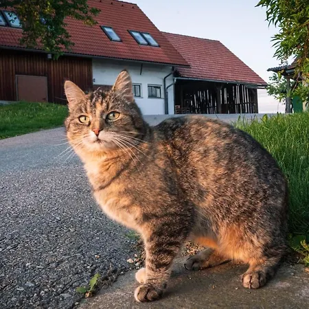 Appartement Weingut Leopold Dietrich Gamlitz