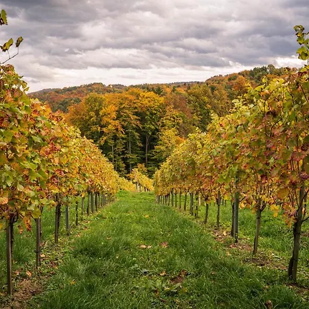 Weingut Leopold Dietrich 아파트