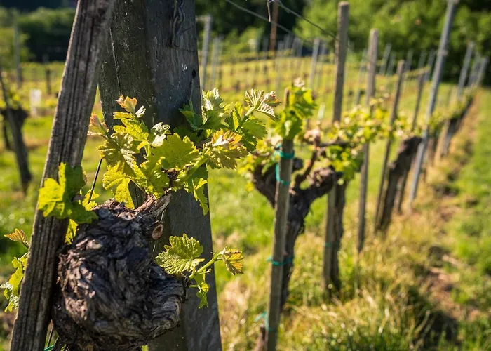 شقة Weingut Leopold Dietrich *