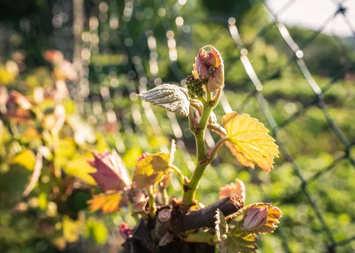 Weingut Leopold Dietrich *