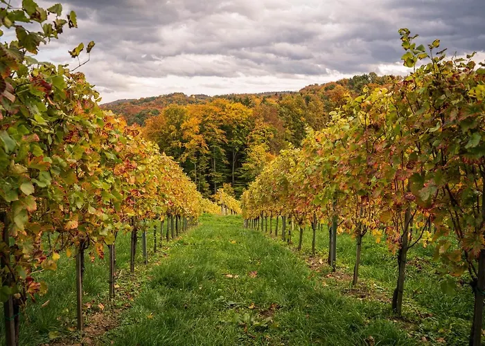 Weingut Leopold Dietrich شقة